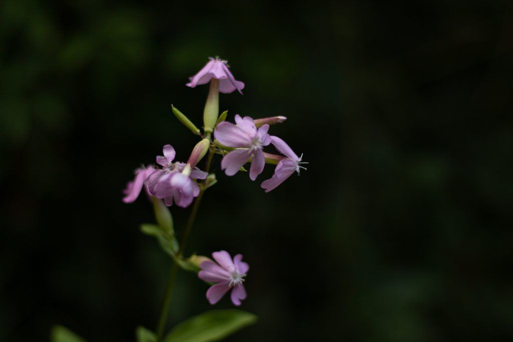 Alethea Mattos. Flores. Proyecto personal.